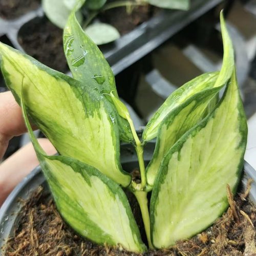 (Rare) Hoya Polyneura inner var