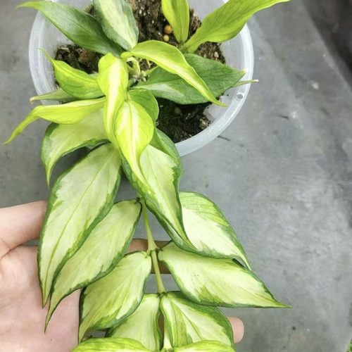 (Rare) Hoya Polyneura inner var