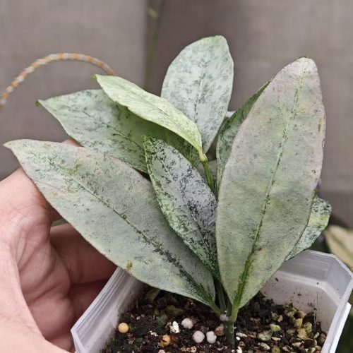 (Rare) Hoya amicabilis silver