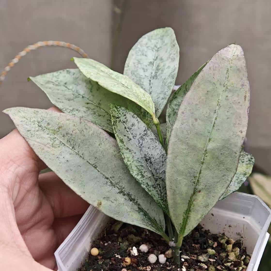 Hoya amicabilis silver