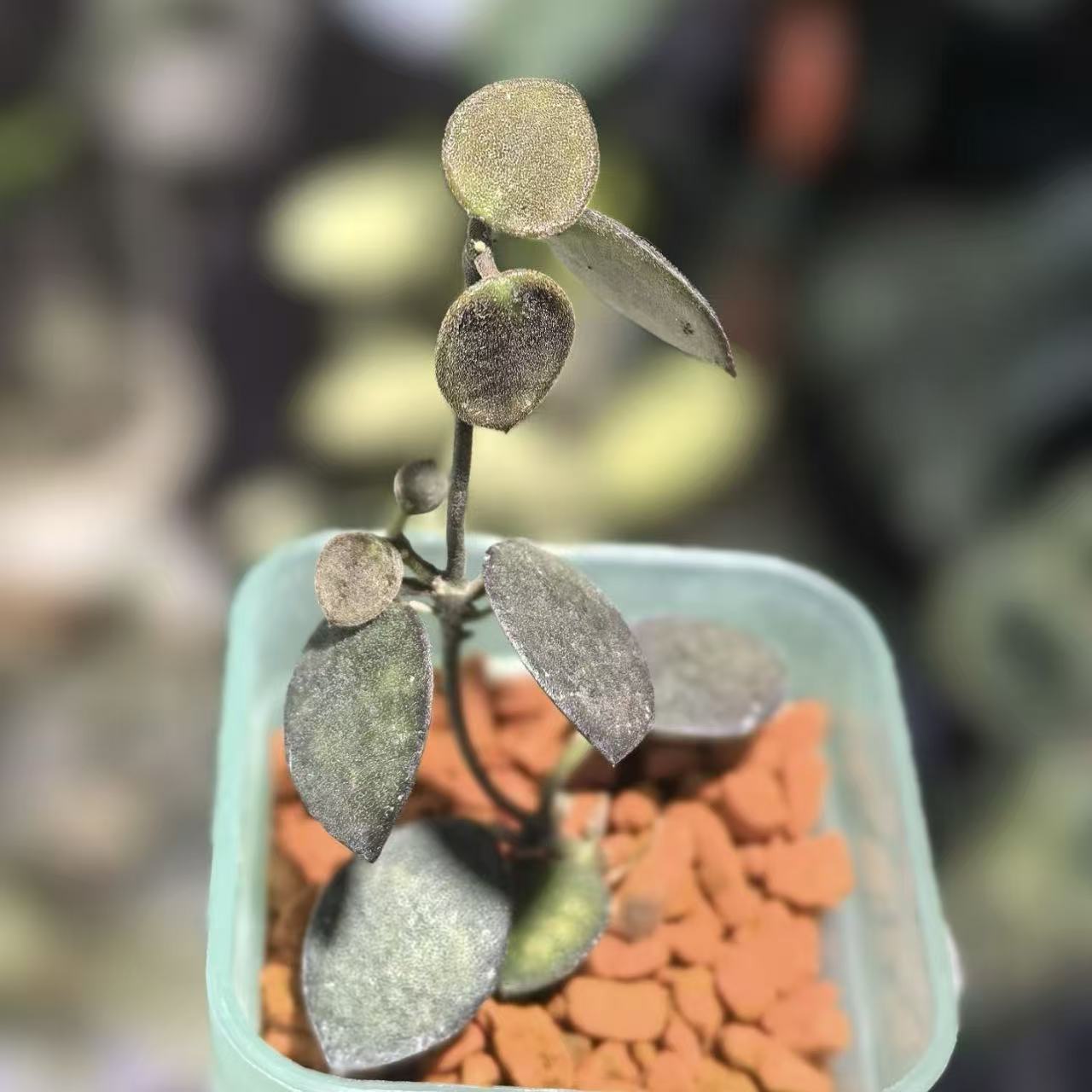 Hoya boycei for sale