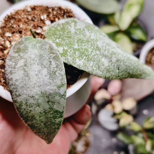 (Rare) Hoya flagelata silver