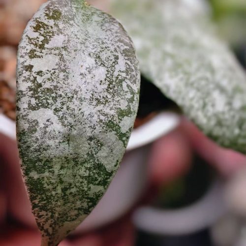 (Rare) Hoya flagelata silver