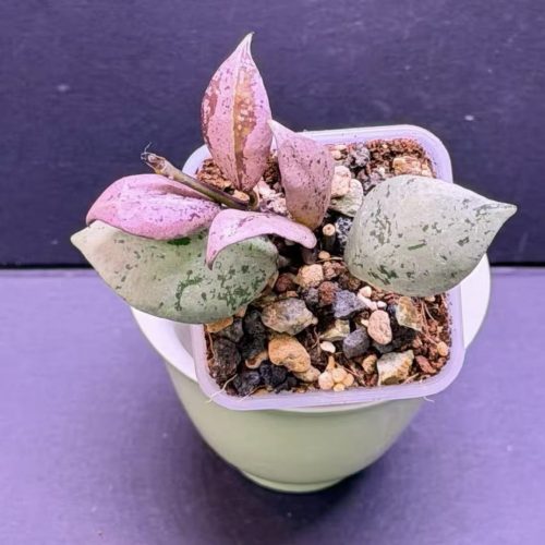 (New) Hoya lacunosa black aurora