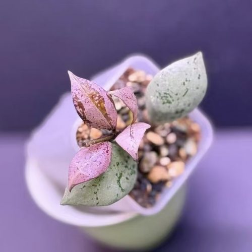 (New) Hoya lacunosa black aurora