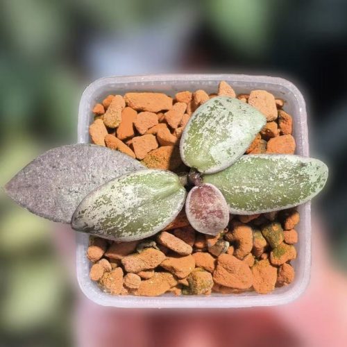 (Rare) Hoya mini coin silver