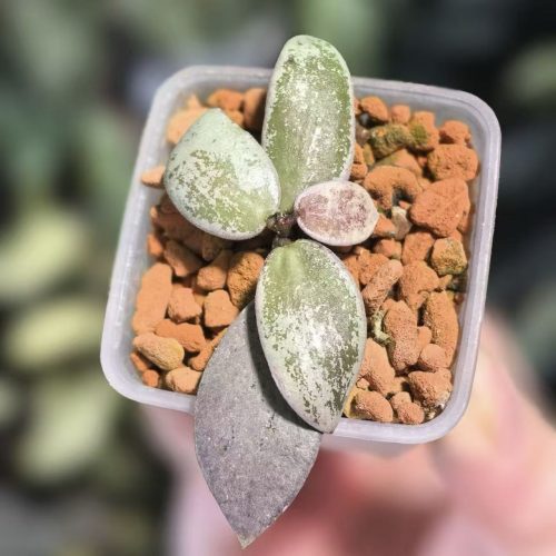 (Rare) Hoya mini coin silver