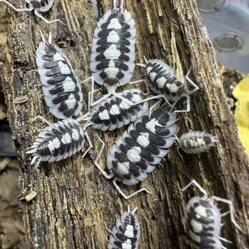 Porcellio Succinctus Black Ribs