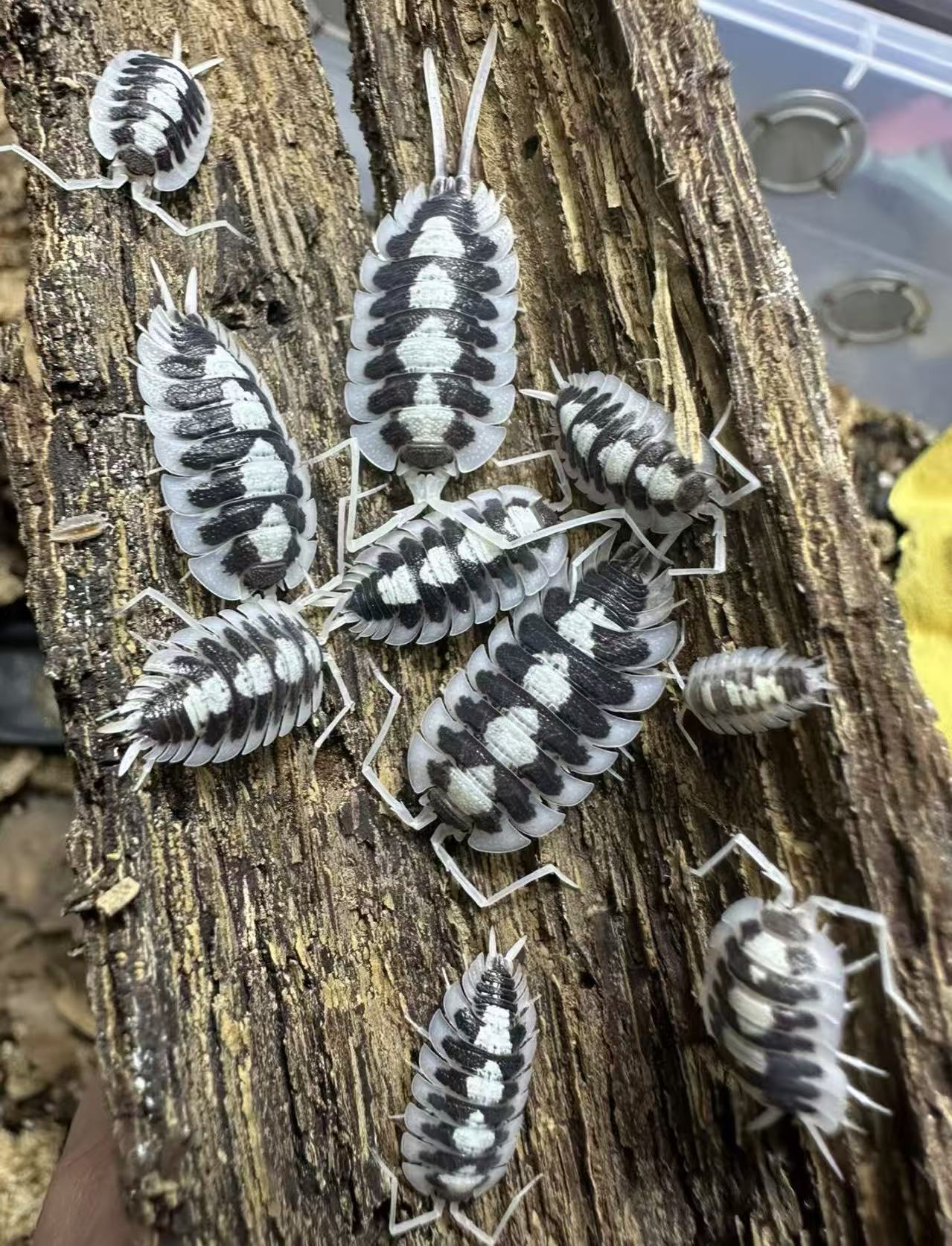 Porcellio Succinctus Black Ribs for sale
