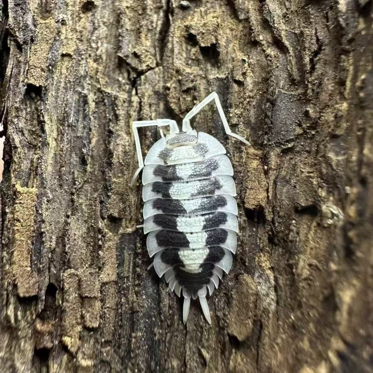 Porcellio Succinctus Black Ribs isopods