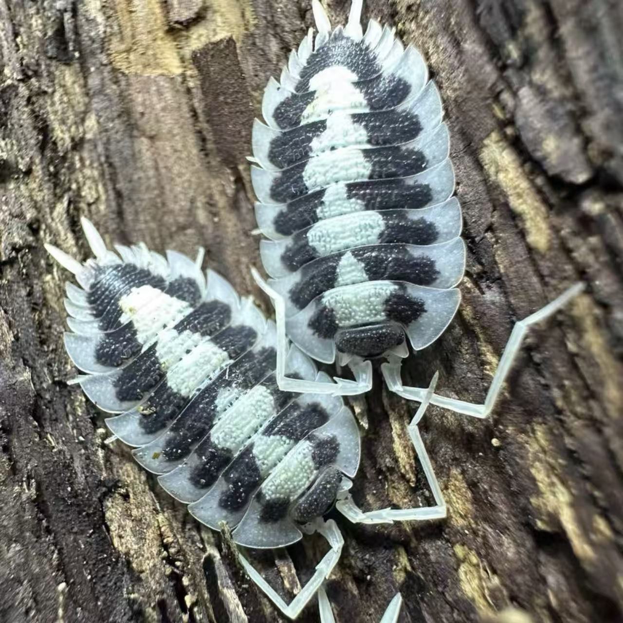 Porcellio Succinctus Black Ribs
