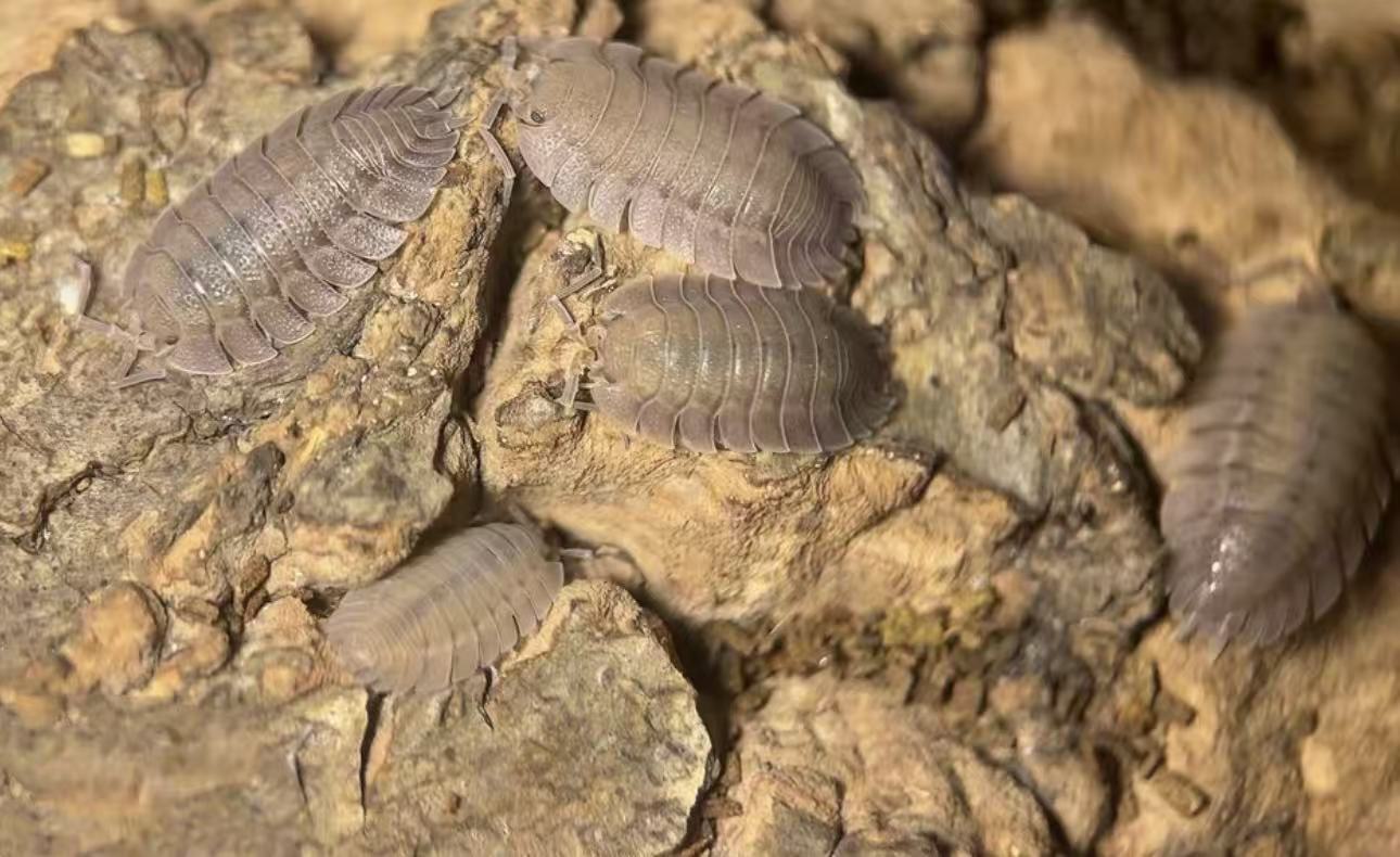 Porcellio. Spatulatus for sale