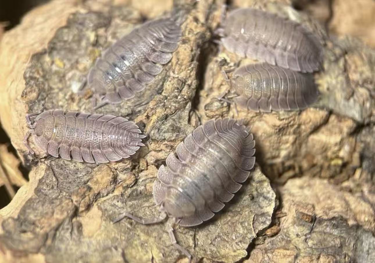 Porcellio. Spatulatus sale