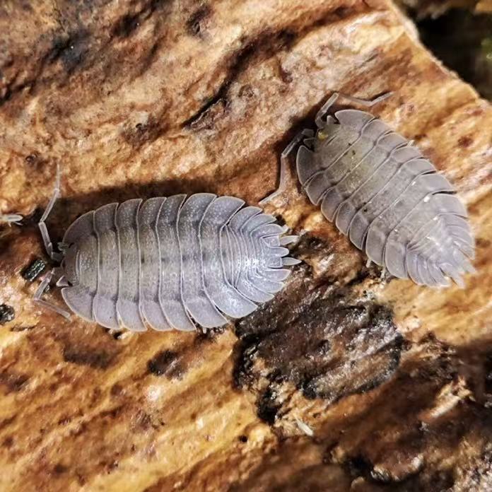 Porcellio. Spatulatus
