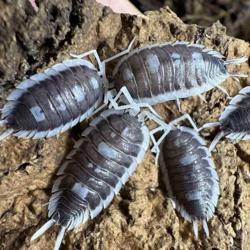 Porcellio. Succinctus