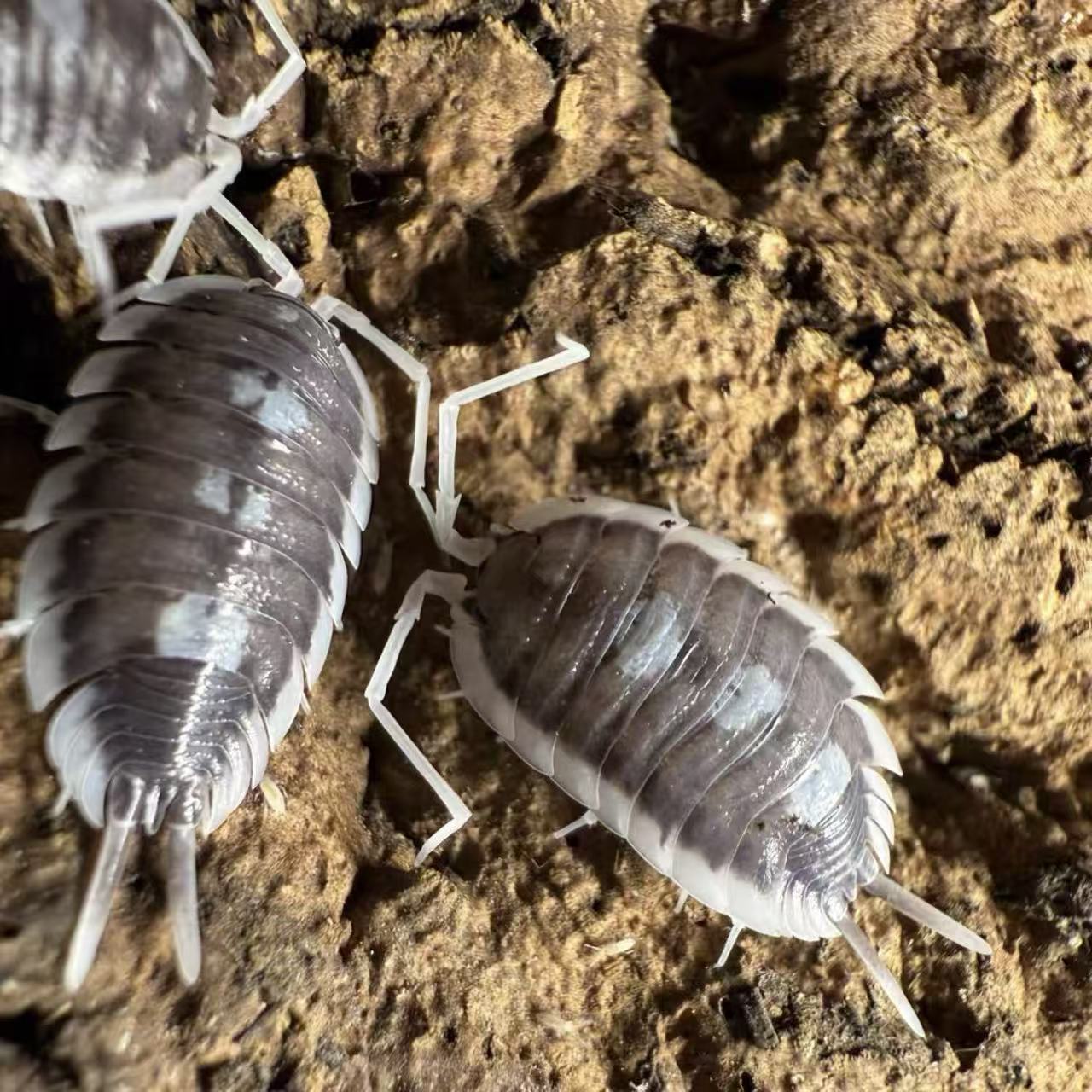 Porcellio. Succinctus for sale
