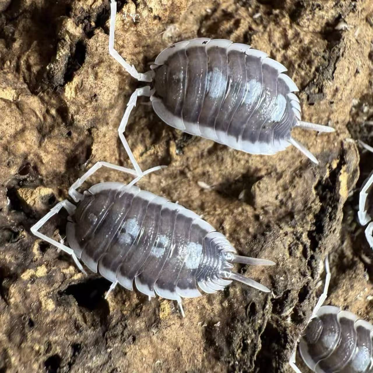 Porcellio. Succinctus isopod for sale