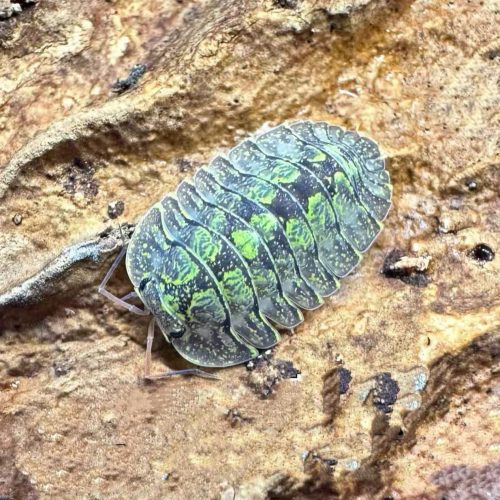 Troglodillo “Green Spots”