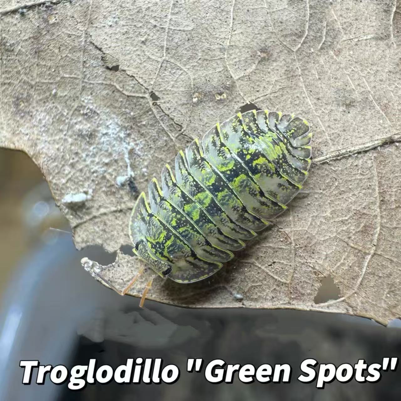 Troglodillo Green Spots for sale