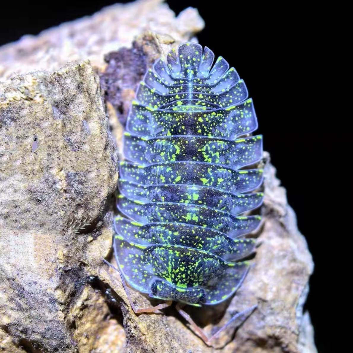 Troglodillo Green Spots isopods
