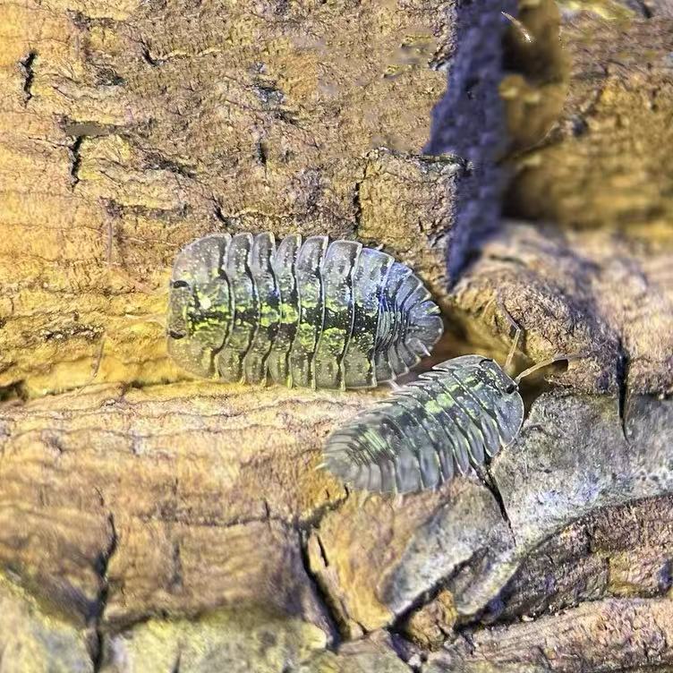 Troglodillo Green Spots sale