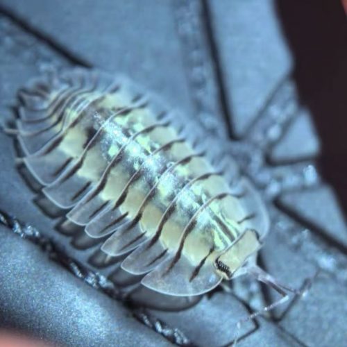 Troglodillo Green Tiger