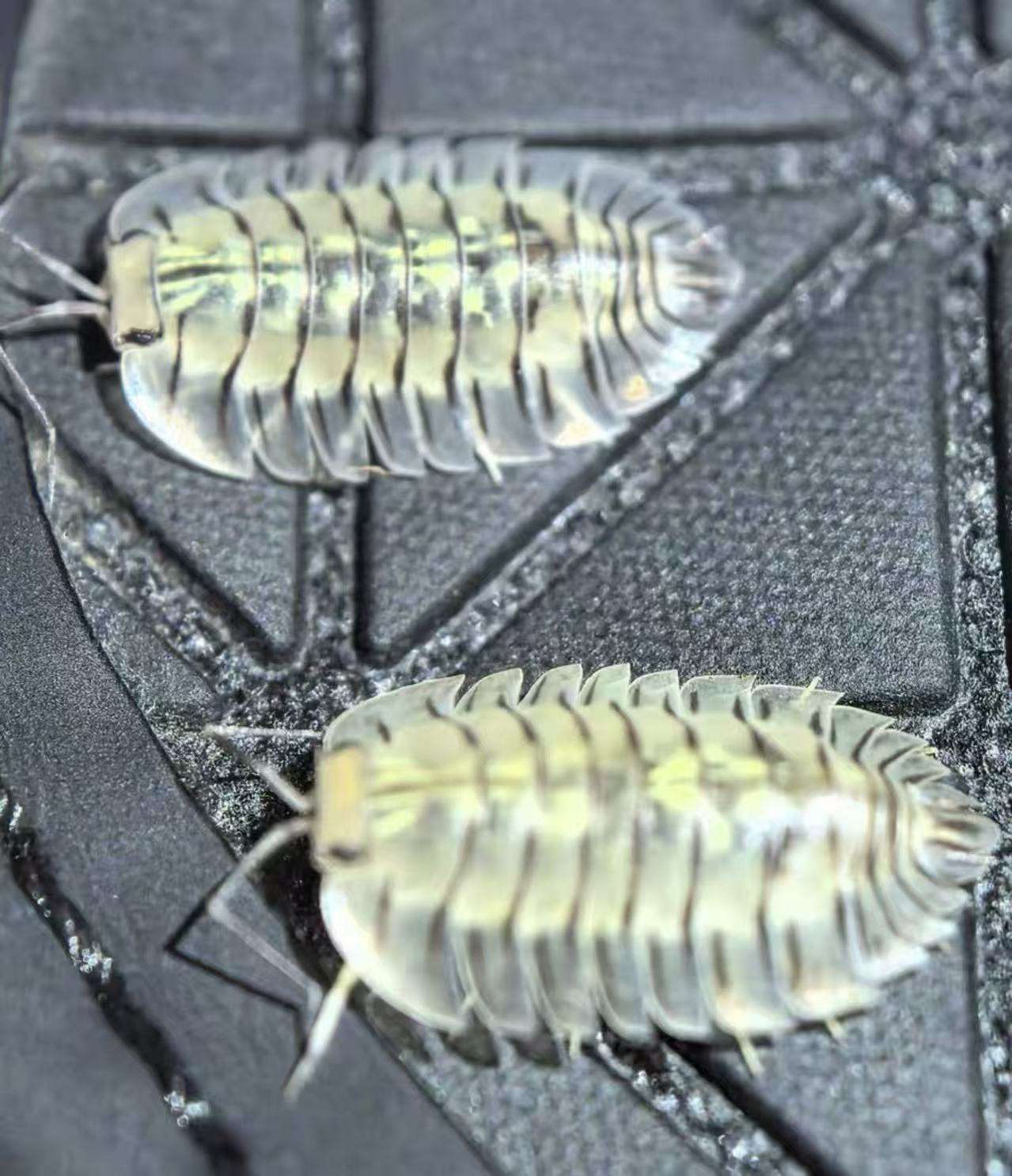 Troglodillo Green Tiger isopod