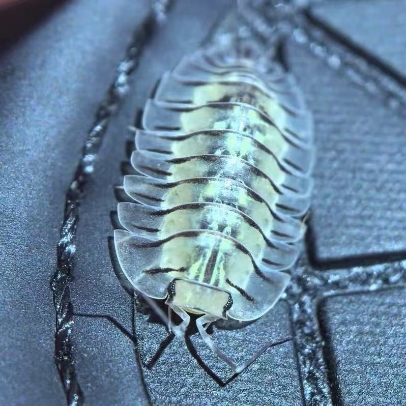 Troglodillo Green Tiger