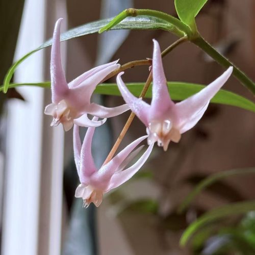 Hoya Acuminata