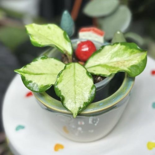 Hoya Carnosa Freckles Var