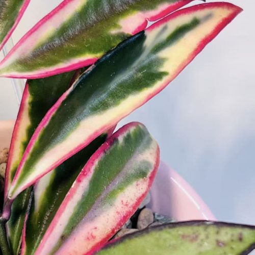 Hoya Kentiana Lori Lyn