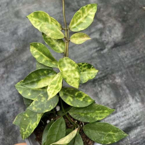 Hoya Lacunosa Amarillo