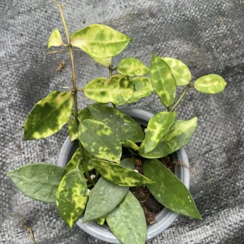 Hoya Lacunosa Amarillo