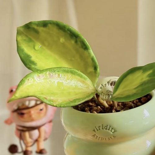 Hoya Merrilli Variegated