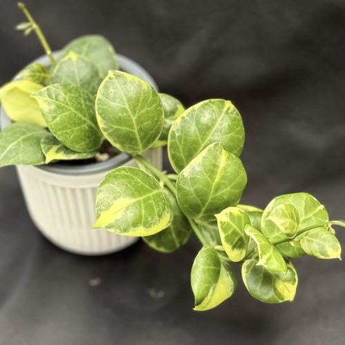 Hoya Obscura Albomarginata