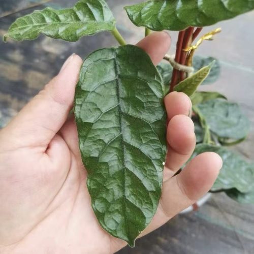 Hoya Villosa Caodang