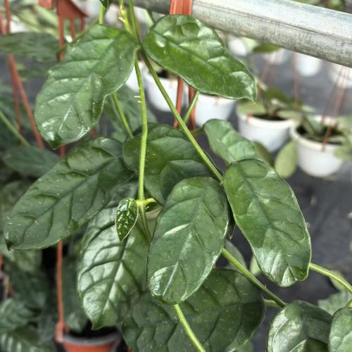 Hoya Villosa Caodang