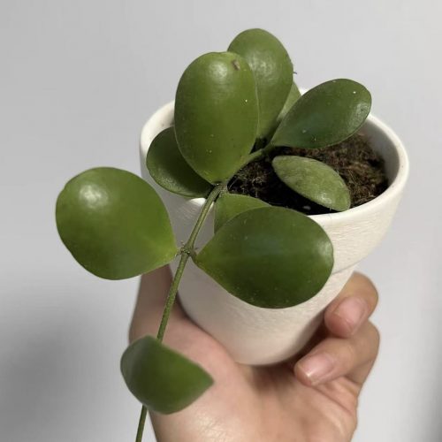 Hoya pallilimba