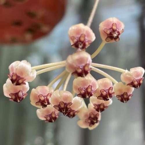Hoya pallilimba