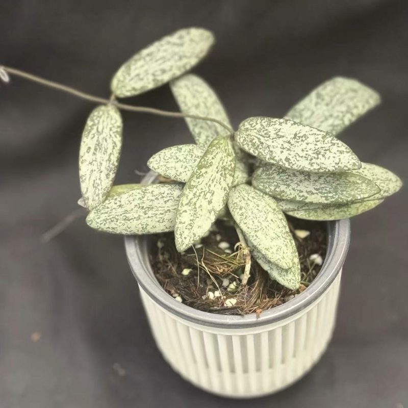 その他観葉植物 HOYA sigilaris silver Hoya sigillatis silver for sale - HappyForestStore
