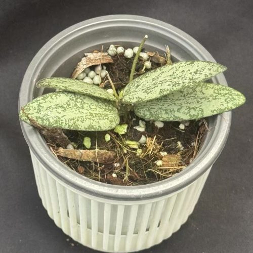 Hoya sigillatis silver