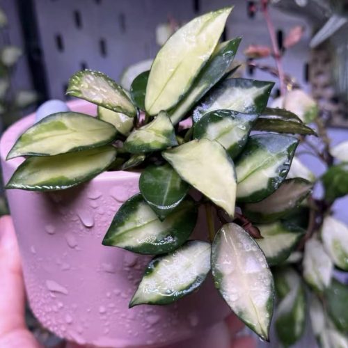 Hoya Lacunosa Midori