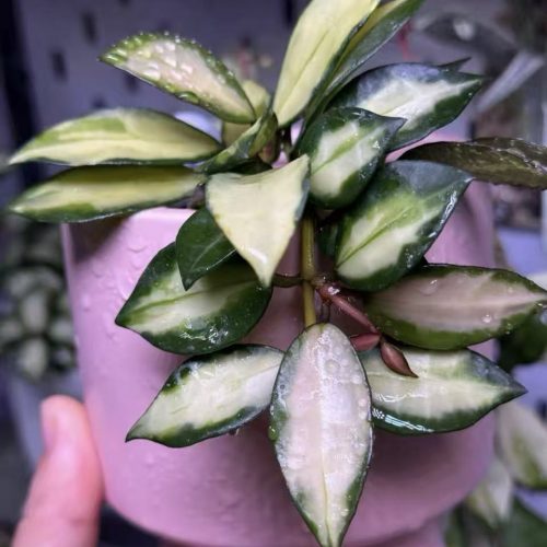 Hoya Lacunosa Midori