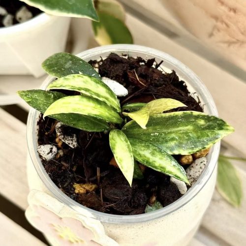 Hoya Lacunosa Peridot