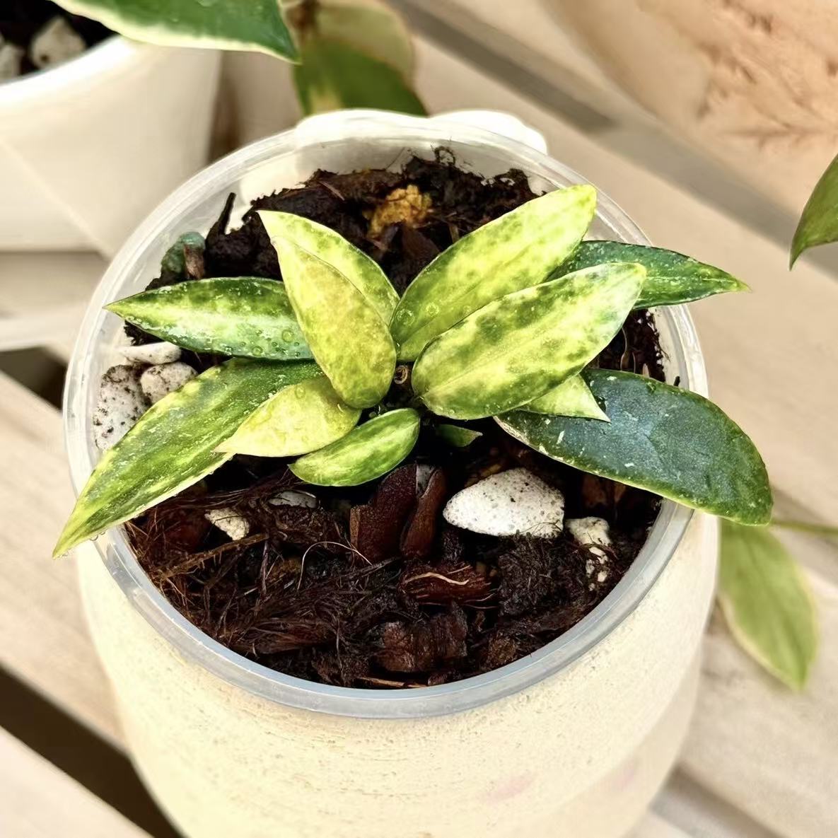 Hoya Lacunosa Peridot