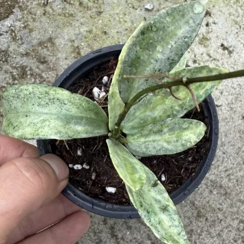 (Rare) Hoya Lacunosa Winter Pandora