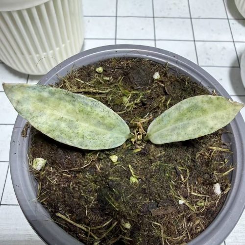 (Rare) Hoya Lacunosa Winter Pandora