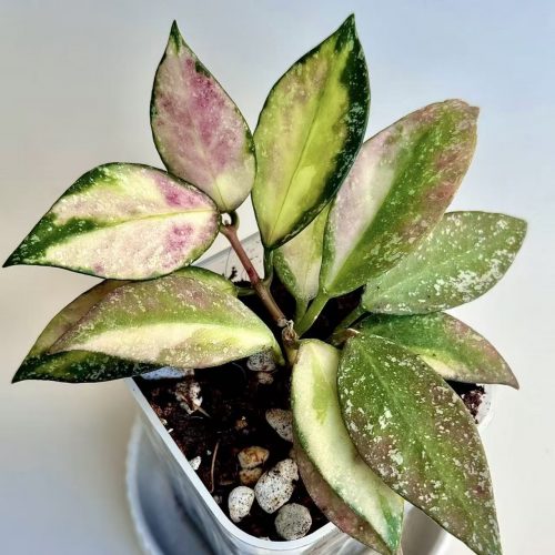 (Rare) Hoya Nabawanensis Var