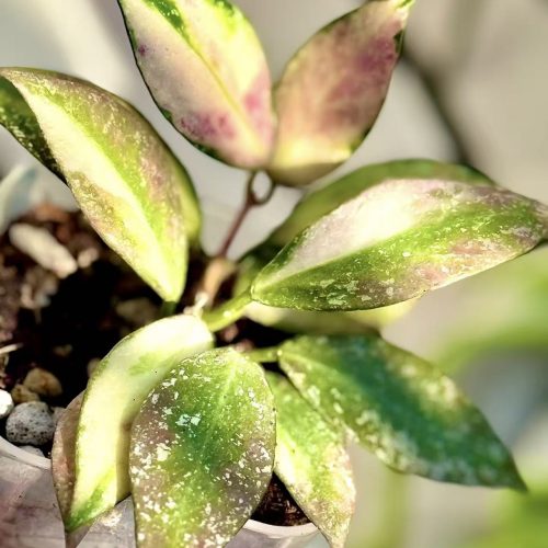 (Rare) Hoya Nabawanensis Var