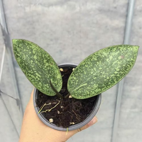 Hoya Silver Dollar Splash